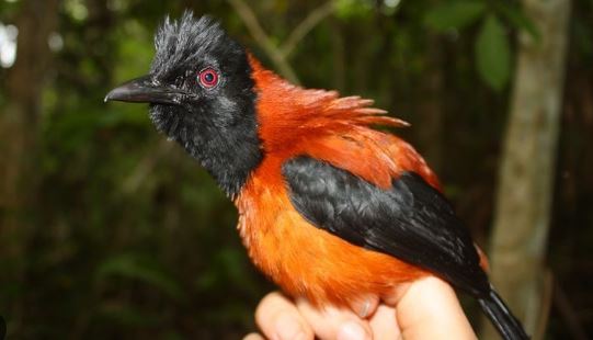 Hooded Pitohui Burung beracun asal Papua