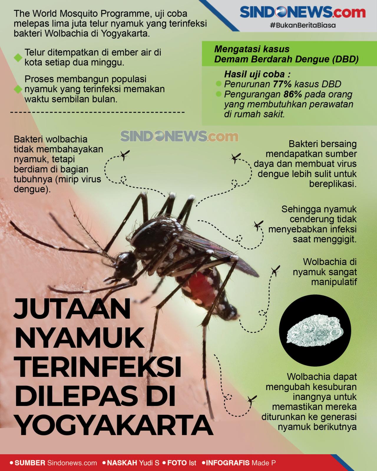 Nyamuk Wolbachia