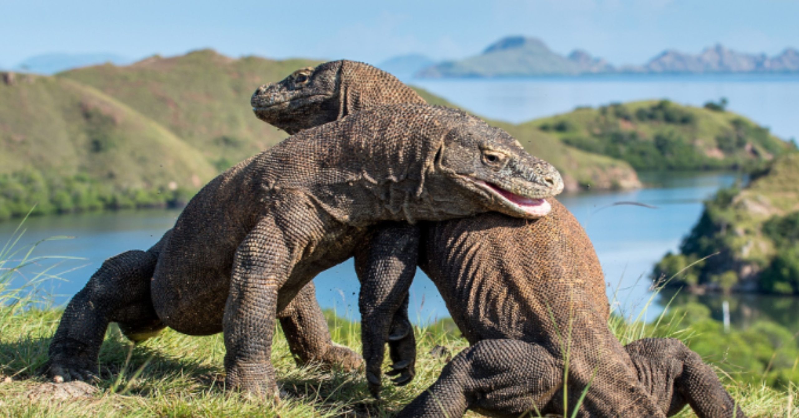 Taman Nasional Komodo Ditutup Upaya Pembenahan dan Peluang Baru