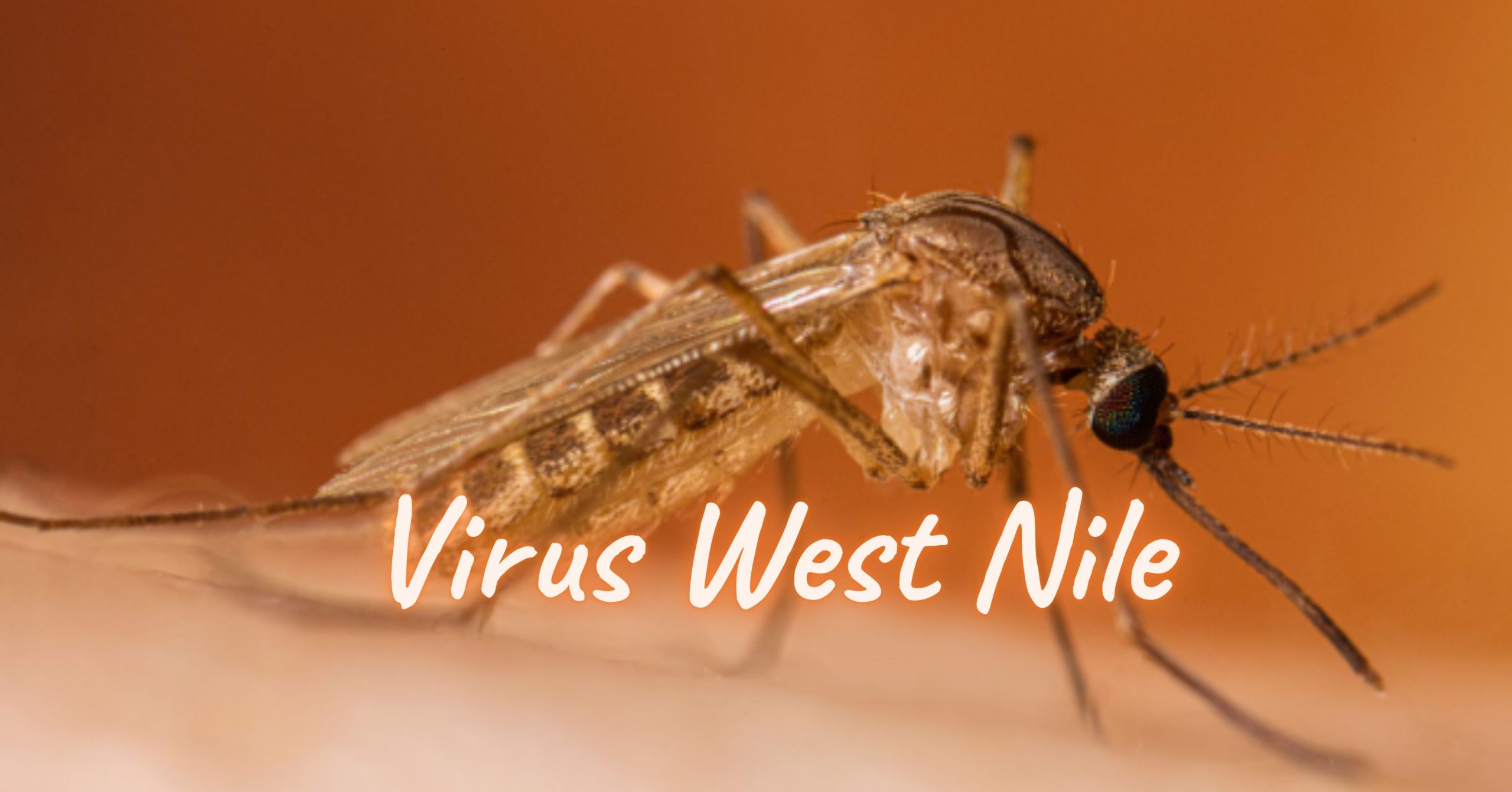 Wabah Virus West Nile Melanda Israel