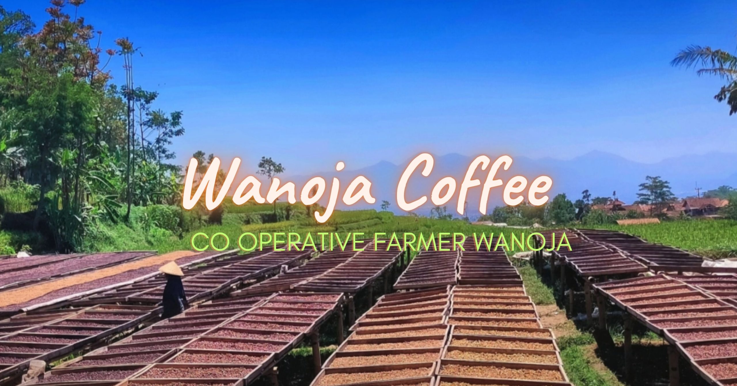 Kopi Wanoja artinya Kopi Wanita